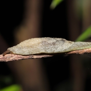 Cystopelta sp. (genus) at Acton, ACT - 7 Jan 2022 11:49 AM