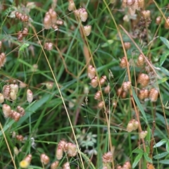 Briza maxima (Quaking Grass, Blowfly Grass) at Pambula Beach, NSW - 2 Jan 2022 by KylieWaldon