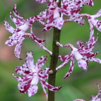 Dipodium variegatum (Blotched Hyacinth Orchid) at Pambula Beach, NSW - 2 Jan 2022 by KylieWaldon