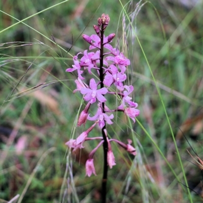 Dipodium roseum (Rosy Hyacinth Orchid) at Pambula Beach, NSW - 3 Jan 2022 by KylieWaldon