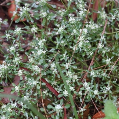 Poranthera microphylla (Small Poranthera) at Pambula Beach, NSW - 2 Jan 2022 by KylieWaldon