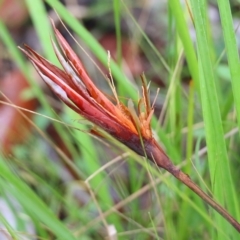 Unidentified Lily or Iris at Pambula Beach, NSW - 2 Jan 2022 by KylieWaldon