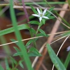 Rhytidosporum procumbens (White Marianth) at Pambula Beach, NSW - 3 Jan 2022 by KylieWaldon