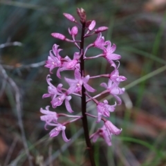 Dipodium roseum (Rosy Hyacinth Orchid) at Pambula Beach, NSW - 2 Jan 2022 by KylieWaldon