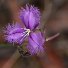 Thysanotus tuberosus subsp. tuberosus (Common Fringe-lily) at Pambula Beach, NSW - 2 Jan 2022 by KylieWaldon