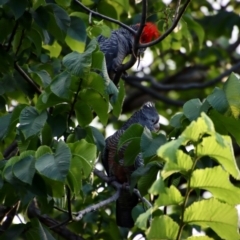 Callocephalon fimbriatum (Gang-gang Cockatoo) at Hughes, ACT - 11 Jan 2022 by LisaH