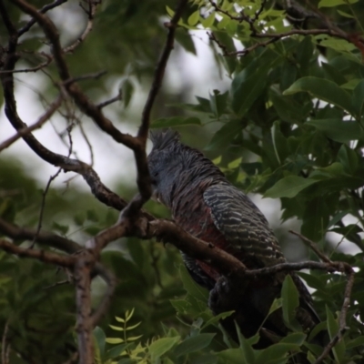 Callocephalon fimbriatum (Gang-gang Cockatoo) at Hughes, ACT - 11 Jan 2022 by LisaH