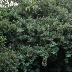 Callocephalon fimbriatum at Hughes, ACT - suppressed