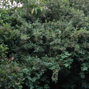 Callocephalon fimbriatum at Hughes, ACT - suppressed