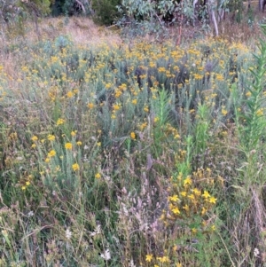 Chrysocephalum semipapposum at Watson, ACT - 11 Jan 2022