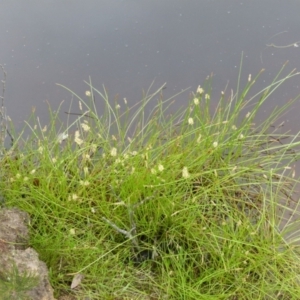 Eleocharis atricha at Boro, NSW - suppressed