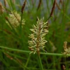 Eleocharis atricha at Boro, NSW - suppressed