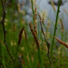 Eleocharis atricha at Boro, NSW - suppressed