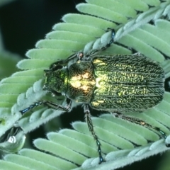 Diphucephala sp. (genus) (Green Scarab Beetle) at Mulloon, NSW - 10 Jan 2022 by jb2602