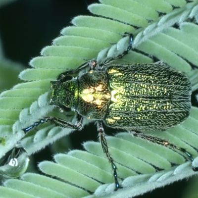 Diphucephala sp. (genus) (Green Scarab Beetle) at Mulloon, NSW - 10 Jan 2022 by jb2602