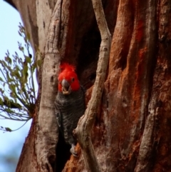 Callocephalon fimbriatum (Gang-gang Cockatoo) at Hughes, ACT - 11 Jan 2022 by LisaH