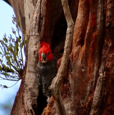 Callocephalon fimbriatum (Gang-gang Cockatoo) at Hughes, ACT - 11 Jan 2022 by LisaH