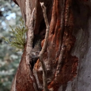 Callocephalon fimbriatum at Hughes, ACT - suppressed