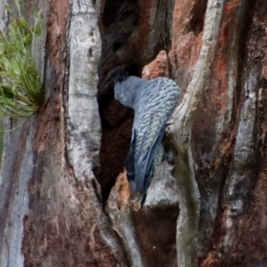 Callocephalon fimbriatum at Hughes, ACT - 12 Jan 2022