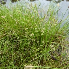 Isolepis inundata (Swamp Club Rush) at Boro, NSW - 10 Jan 2022 by Paul4K