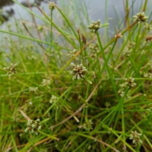 Isolepis inundata at Boro, NSW - 11 Jan 2022