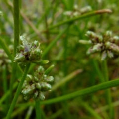 Isolepis inundata at Boro, NSW - suppressed