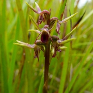 Corunastylis oligantha at suppressed - 11 Jan 2022