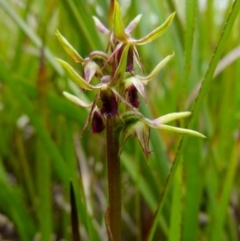 Corunastylis oligantha at suppressed - 11 Jan 2022