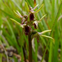 Corunastylis oligantha at suppressed - 11 Jan 2022