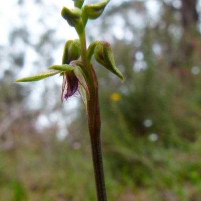 Corunastylis plumosa (Tallong Midge Orchid) at Boro, NSW - 11 Jan 2022 by Paul4K