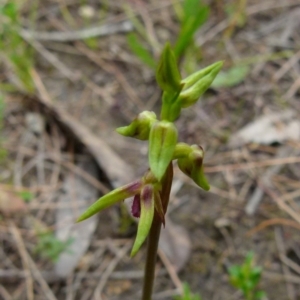 Corunastylis plumosa at QPRC LGA - suppressed