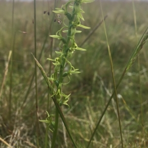 Prasophyllum tadgellianum at Tantangara, NSW - 4 Jan 2022