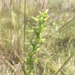 Prasophyllum tadgellianum at Tantangara, NSW - 4 Jan 2022