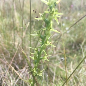 Prasophyllum tadgellianum at Tantangara, NSW - 4 Jan 2022