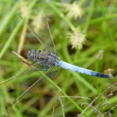 Orthetrum caledonicum (Blue Skimmer) at Boro, NSW - 11 Jan 2022 by Paul4K