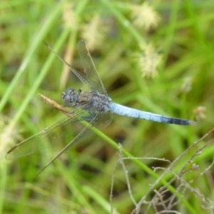 Orthetrum caledonicum at Boro, NSW - 11 Jan 2022