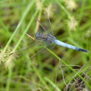 Orthetrum caledonicum at Boro, NSW - 11 Jan 2022