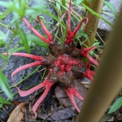 Aseroe rubra (Anemone Stinkhorn) at Cook, ACT - 12 Jan 2022 by Leaf