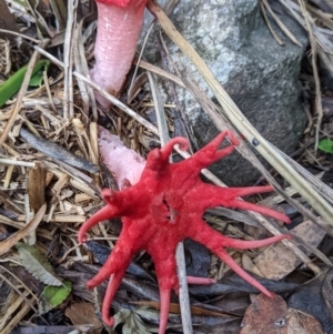 Aseroe rubra at Cook, ACT - 12 Jan 2022 09:06 AM