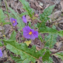 Solanum cinereum (Narrawa Burr) at Googong, NSW - 23 Oct 2021 by Leaf