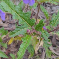 Solanum cinereum at Googong, NSW - 23 Oct 2021 03:05 PM