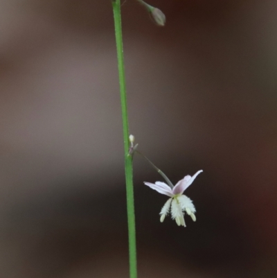 Arthropodium glareosorum (Yellow-anthered Rock Lily) at Moruya, NSW - 11 Jan 2022 by LisaH