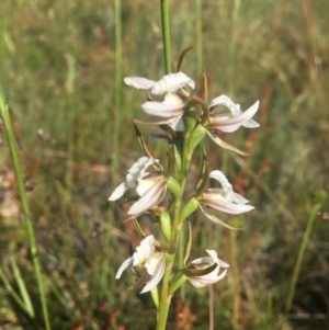 Prasophyllum candidum at Tantangara, NSW - 4 Jan 2022