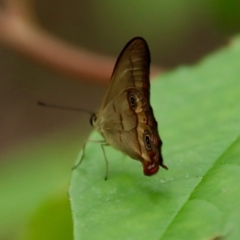 Hypocysta metirius (Brown Ringlet) at Moruya, NSW - 11 Jan 2022 by LisaH