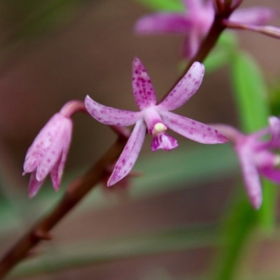 Dipodium roseum (Rosy Hyacinth Orchid) at Moruya, NSW - 11 Jan 2022 by LisaH