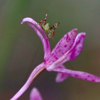 Caedicia simplex (Common Garden Katydid) at Moruya, NSW - 11 Jan 2022 by LisaH