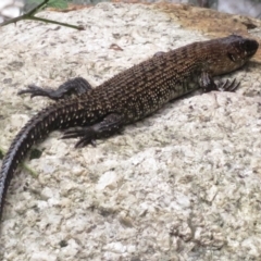 Egernia cunninghami (Cunningham's Skink) at Tidbinbilla Nature Reserve - 10 Jan 2022 by RobParnell