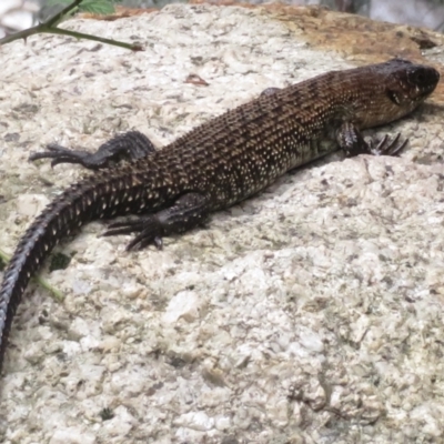 Egernia cunninghami (Cunningham's Skink) at Paddys River, ACT - 10 Jan 2022 by RobParnell