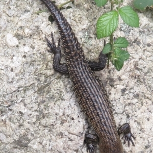 Egernia cunninghami at Paddys River, ACT - 10 Jan 2022 03:51 PM