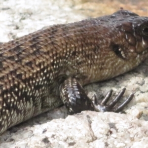 Egernia cunninghami at Paddys River, ACT - 10 Jan 2022 03:51 PM